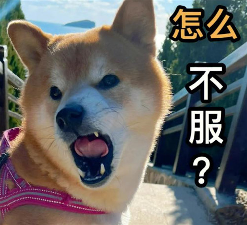 柴犬图片搞笑表情包
