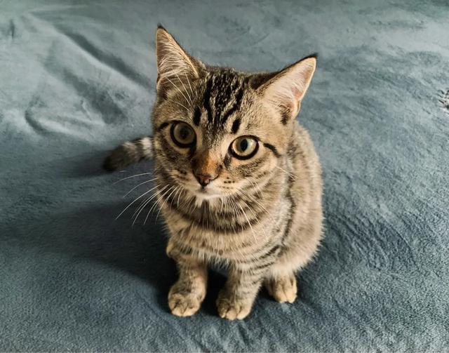 宠物猫走丢怎么找 宠物寻找