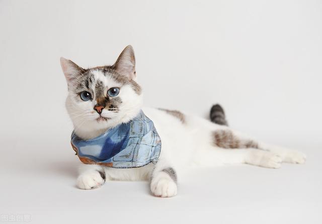 猫粮排行榜和价格