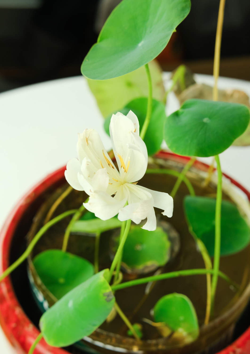 碗莲的种植方法水培