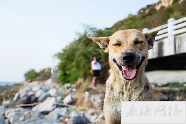微笑狗事件原图为什么恐怖 背后的故事是这样的