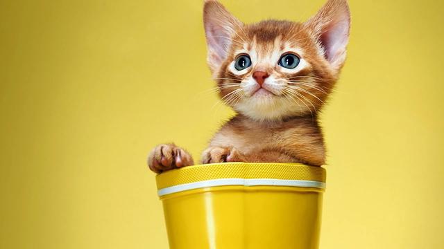 宠物猫走丢怎么找 宠物寻找