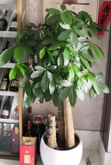 发财树的养殖方法和浇水
