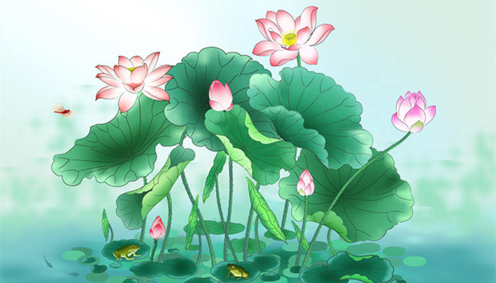 荷花别名