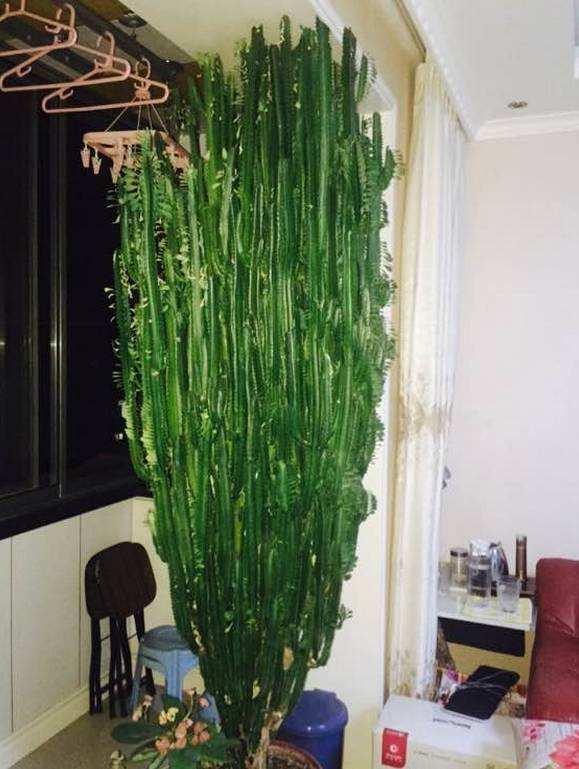 镇宅最吉利的三种花