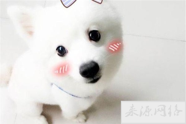 微笑狗事件原图为什么恐怖 背后的故事是这样的