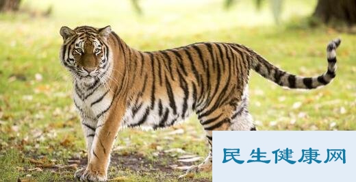 四大猛兽指什么动物