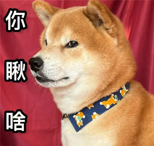 柴犬图片搞笑表情包
