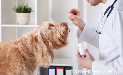 宠物医院驱虫价格
