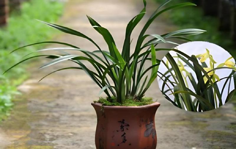 兰花的养殖方法和注意事项 盆栽