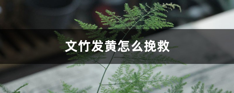文竹叶子发黄怎么挽救