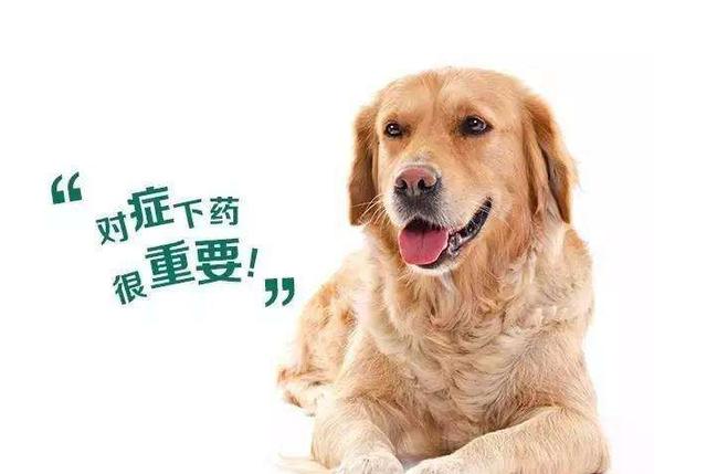 宠物驱虫哪家好