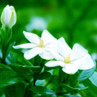 栀子花开