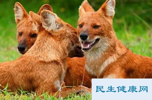 四大猛兽指什么动物