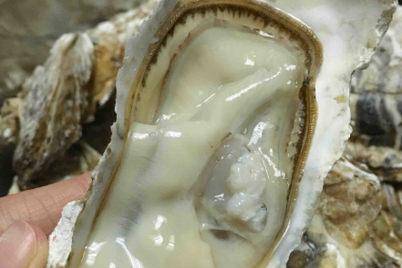 生蚝怎么开壳