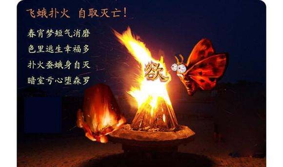 飞蛾扑火歇后语下一句