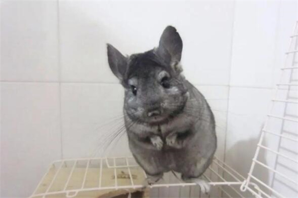 龙猫多少钱一只