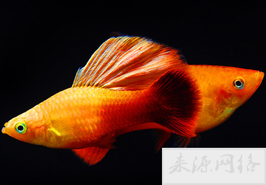 月光鱼容易养活吗