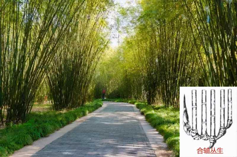 竺怎么读