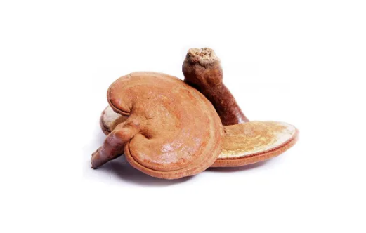 灵芝的正确吃法与用量
