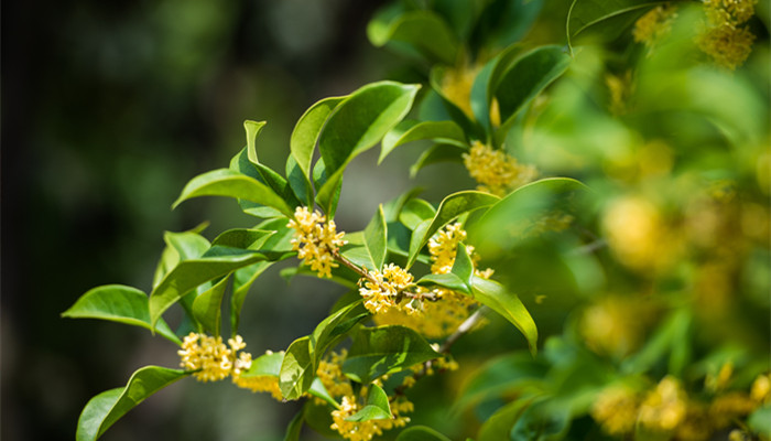 桂花树的特点