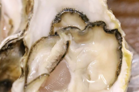 生蚝怎么开壳