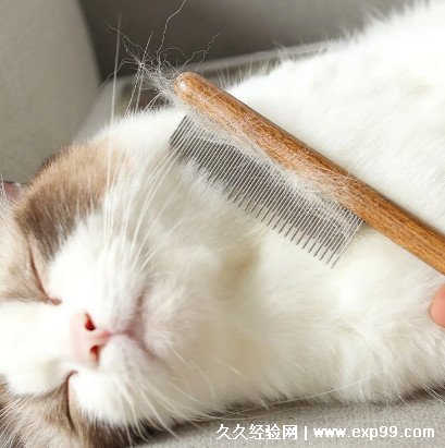 宠物医院驱虫价格