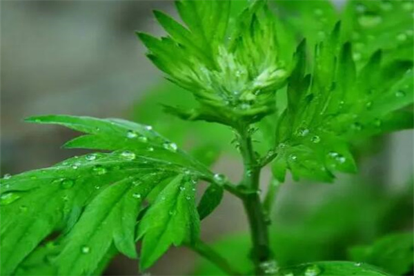 蚊子最怕的3个克星