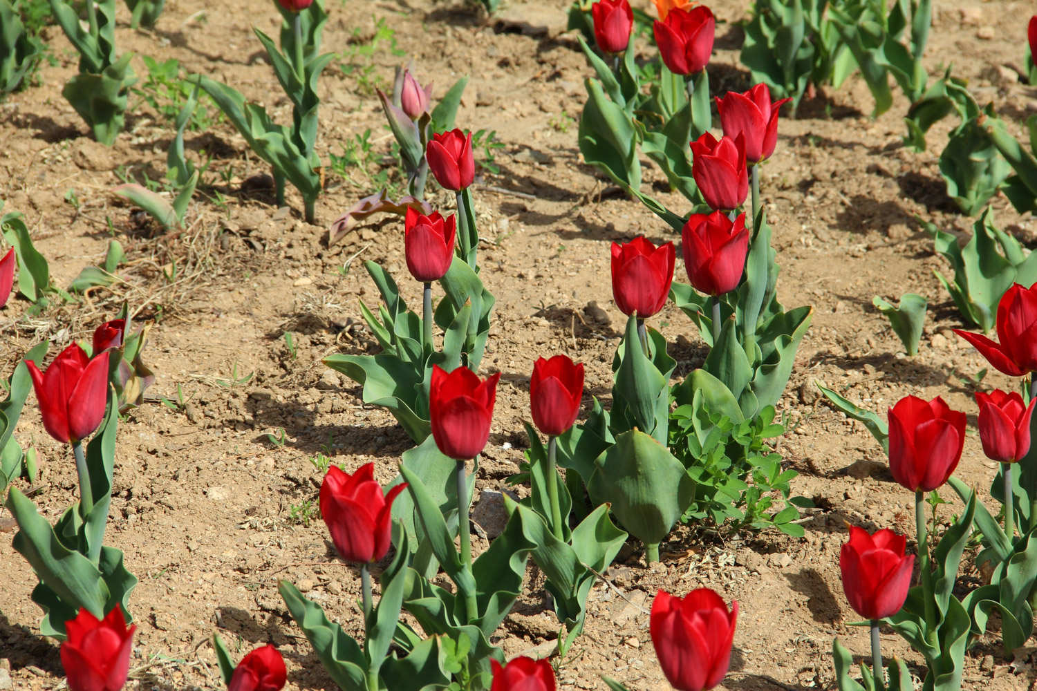 郁金香花语