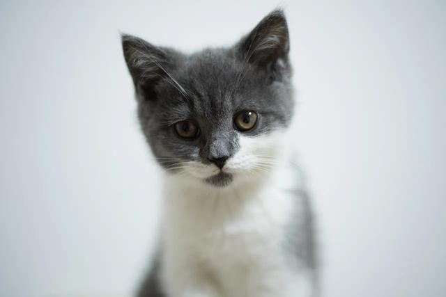 宠物猫走丢怎么找 宠物寻找