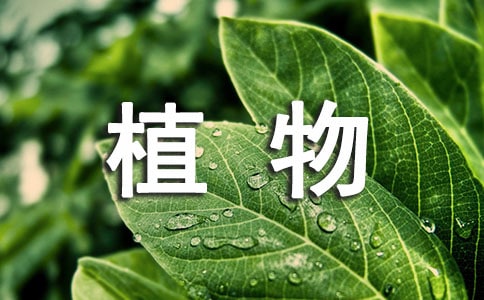 常见的植物大全