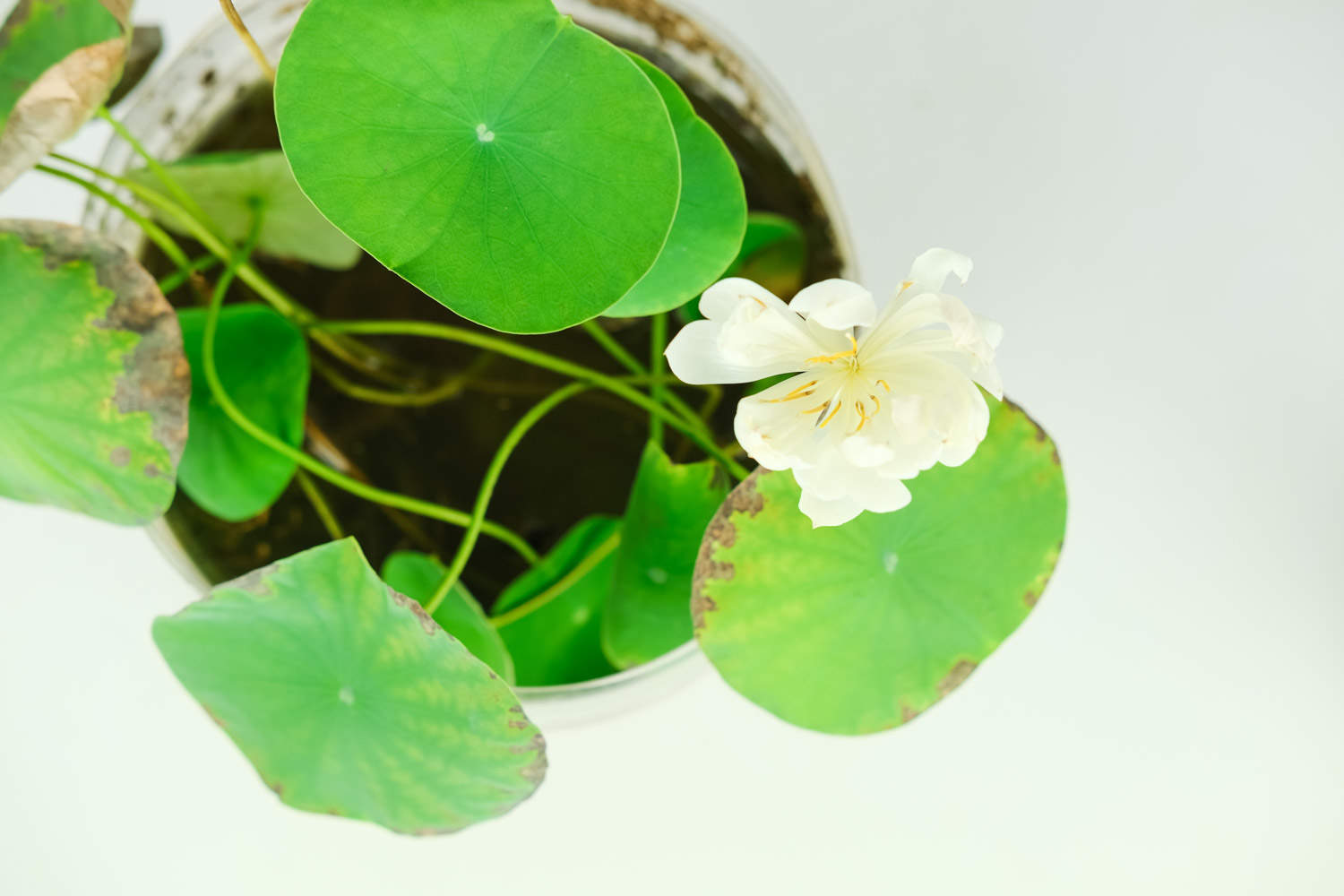 碗莲的种植方法水培