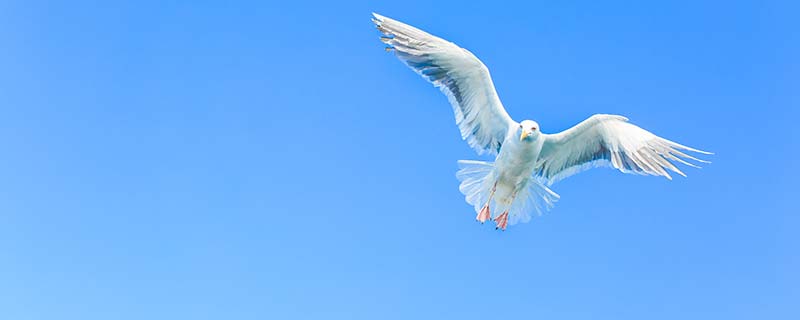 信天翁是什么鸟