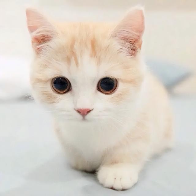 宠物猫走丢怎么找 宠物寻找