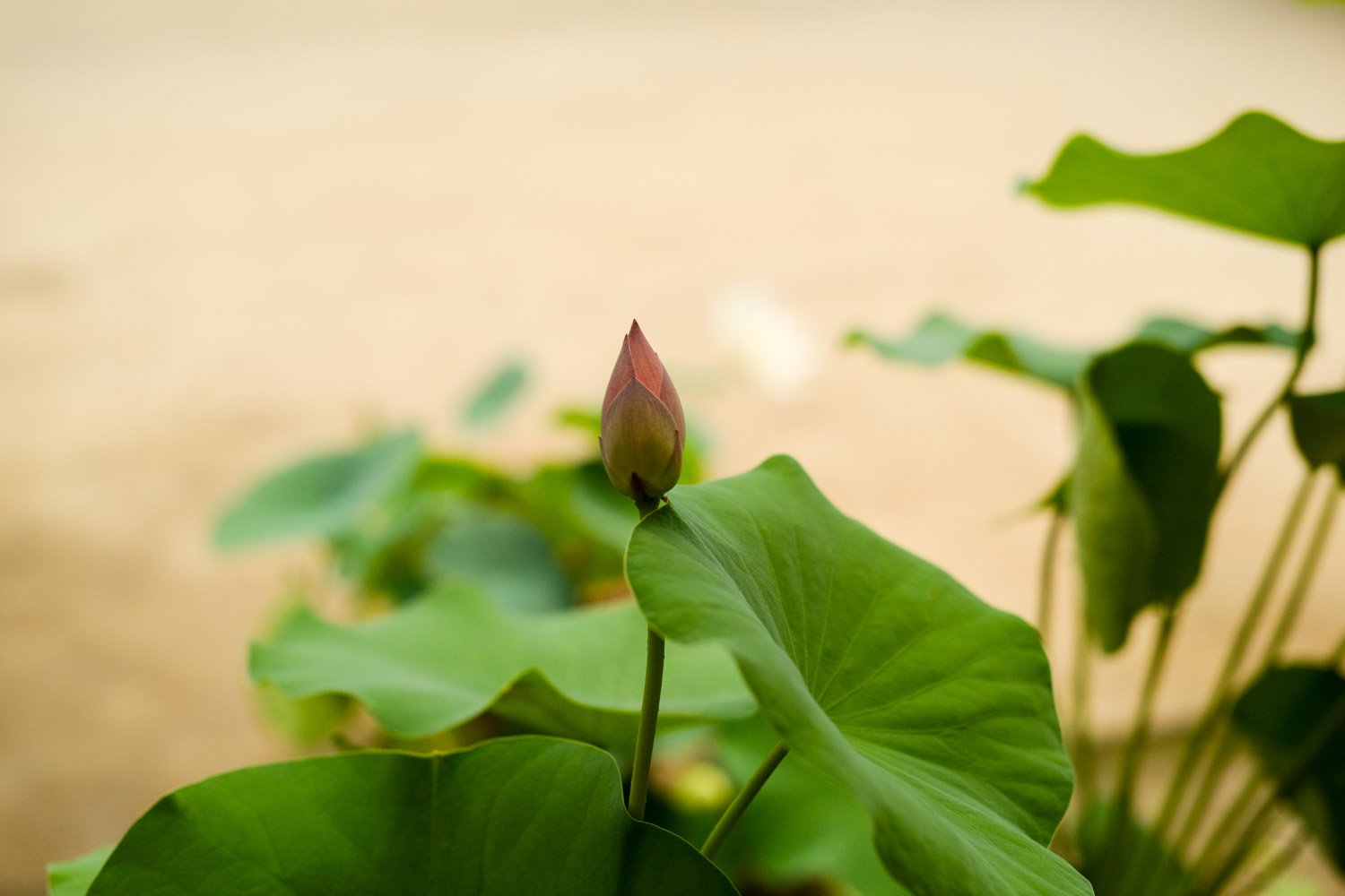 荷花图片大全