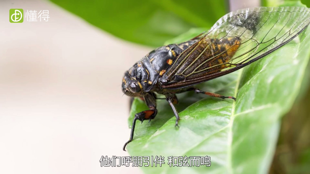 夏至是什么意思