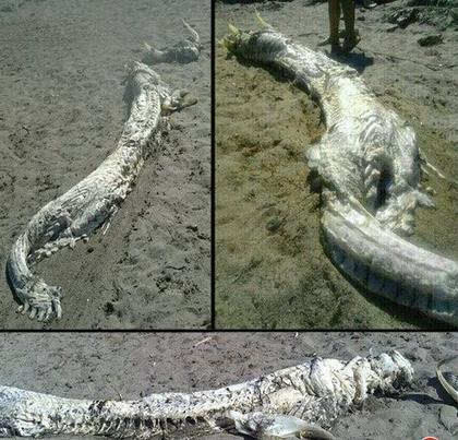 蛟龙和龙的区别图片