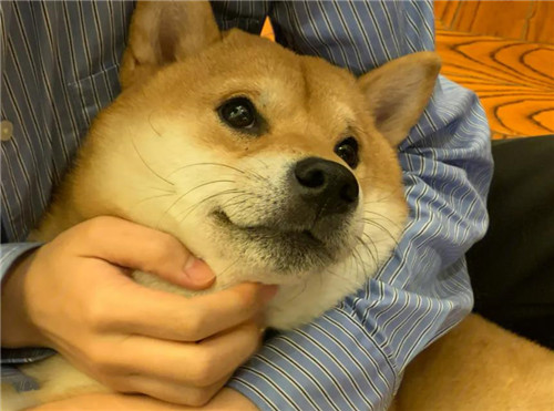 柴犬图片搞笑表情包