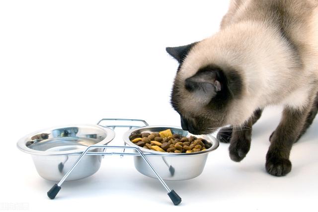 猫粮排行榜和价格