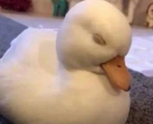 柯尔鸭和普通的鸭子有什么区别