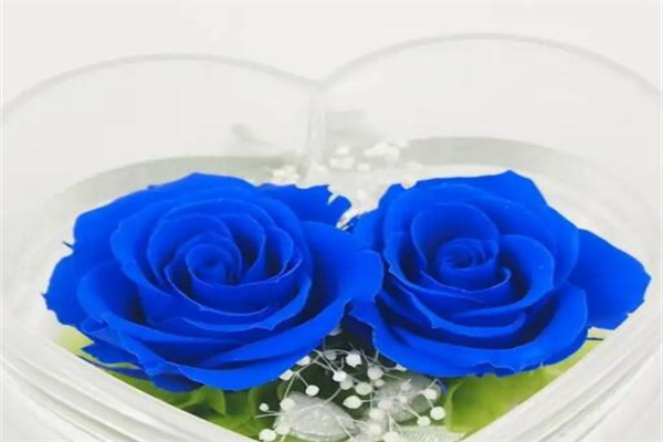 蓝色妖姬的花语是什么意思