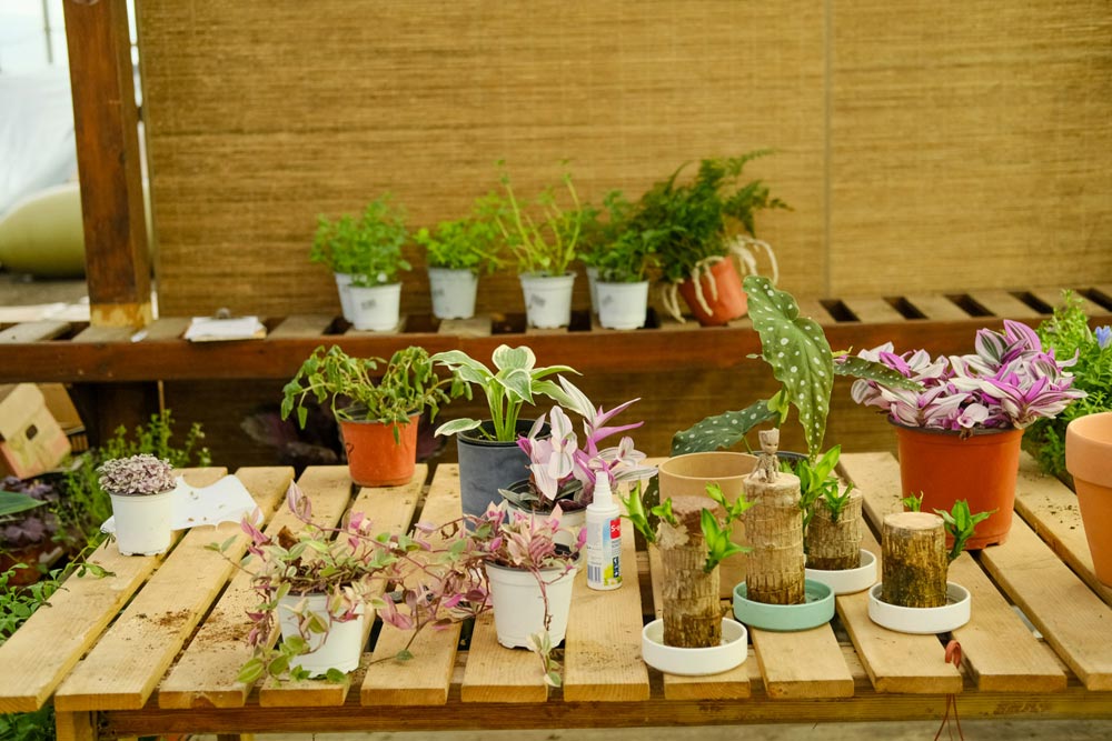 红花的功效与作用