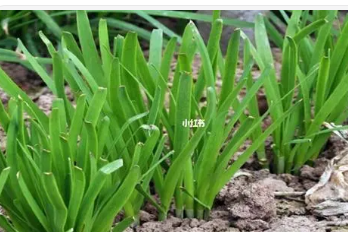 韭菜的功效与作用！