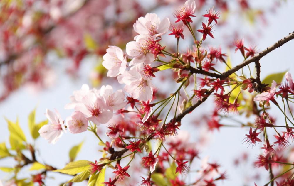 樱花