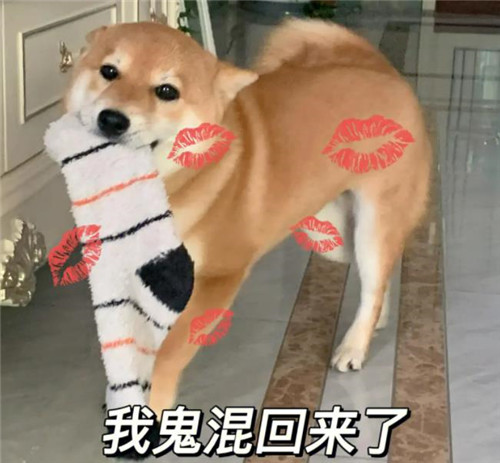 柴犬图片搞笑表情包