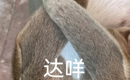 达咩是什么意思梗