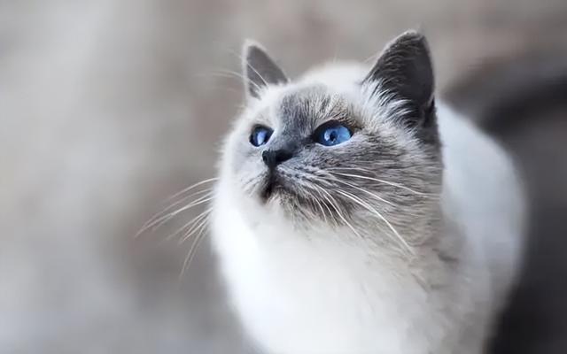 宠物猫走丢怎么找 宠物寻找