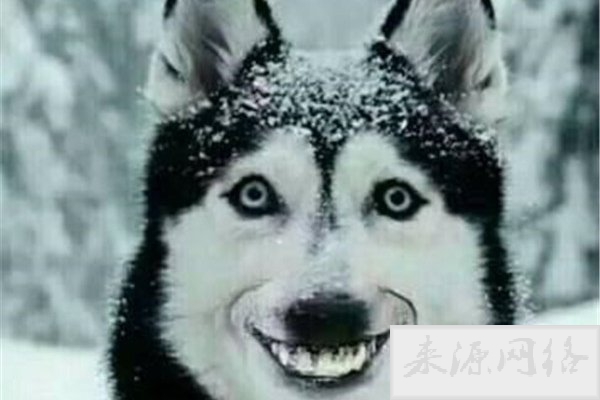 微笑狗事件原图为什么恐怖 背后的故事是这样的
