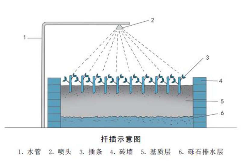 花卉扦插繁殖的技术要点是什么？