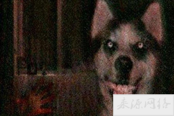 微笑狗事件原图为什么恐怖 背后的故事是这样的